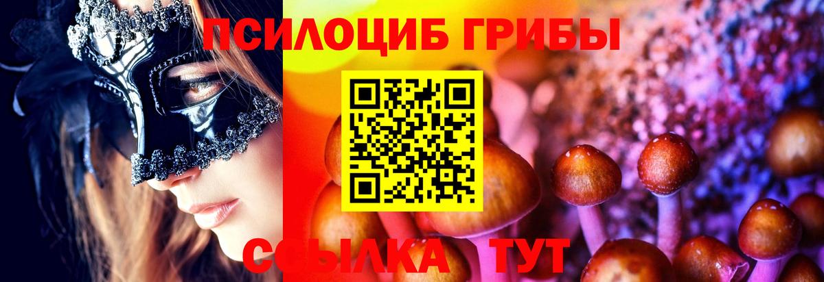 Псилоцибиновые грибы Psilocybe Вязники