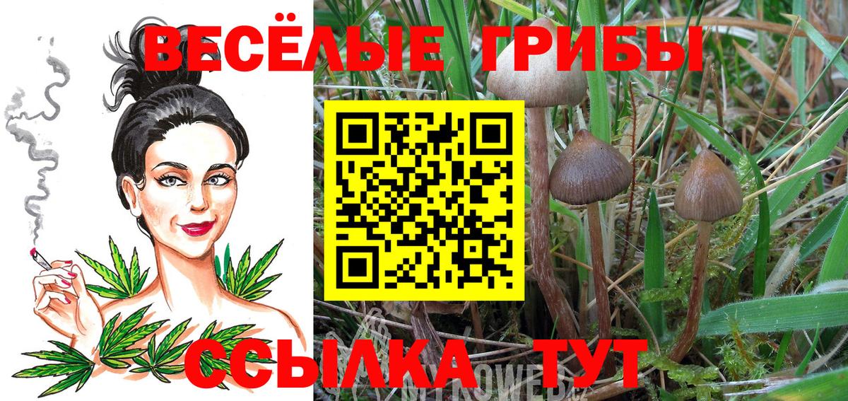 Галлюциногенные грибы Psilocybine cubensis  Вязники  Галлюциногенные грибы ЛСД 
